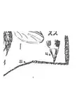Sciara inflata a&b 1937 N. Théobald Holotype éch A7 x3 a patte b abdomen p. 328 pl. XXI Diptères du Stampien d'Aix-en-Provence.