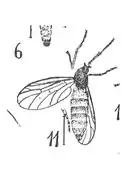 P. goreti.