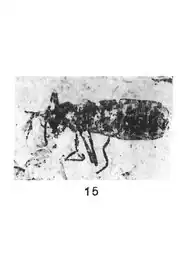 Plecia superba femelle holotype éch. C72 p.134 pl. II Célas.