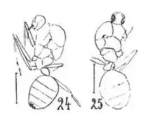 Mâle éch R759 (24) & femelle éch R479 (25).