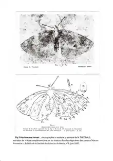 N.THEOBALD, Fig. 5 Aquisextana irenaei, Photographie et interprétation graphique de 1937.