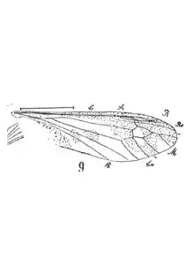 Tipula miegi 1937 N. Th. aile Holotype éch R974 x4,5 p. 238 Pl. XVIII, Diptères du Sannoisien de Kleinkembs.