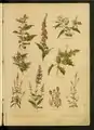 « Nos fleurs », Leclerc Du Sablon.